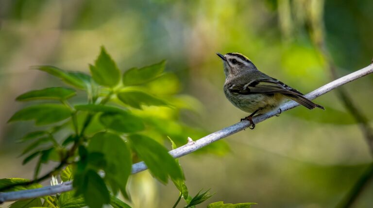 vogel-naturgeraeusche.jpg Ein kleiner Vogel sitzt auf einem Ast, umgeben von grünen Blättern, und blickt nach oben.